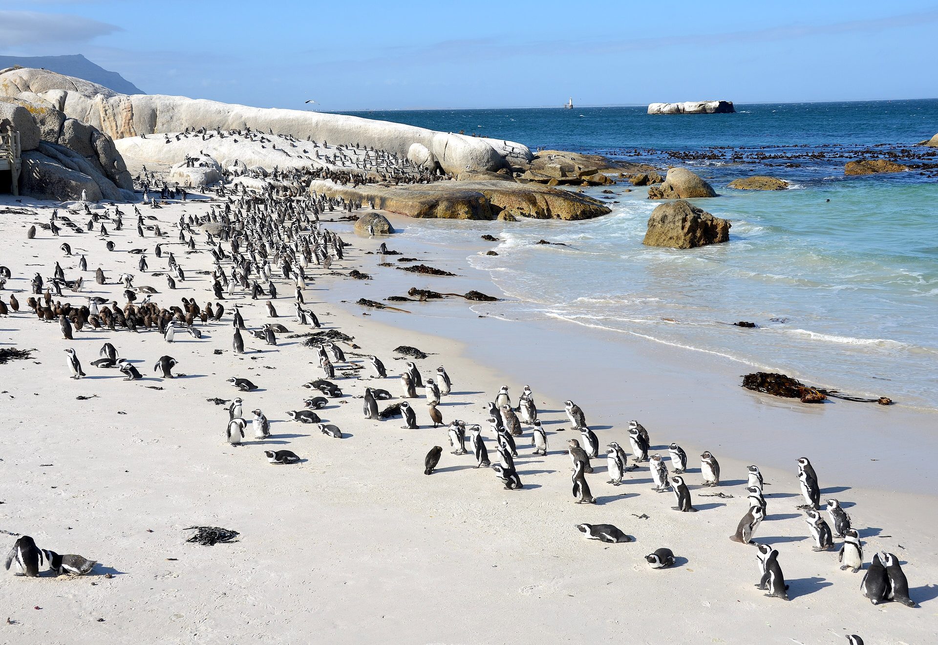 Penguins at Boulders Beach