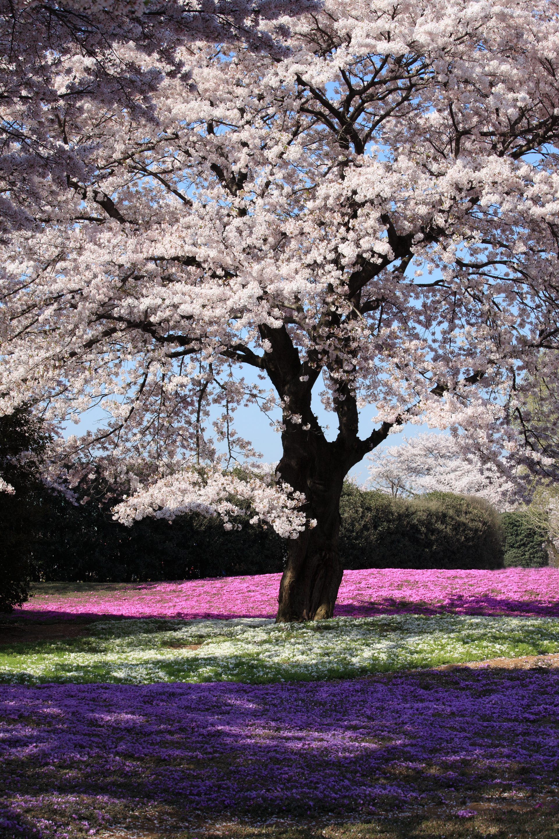 Cherry blossoms in full bloom