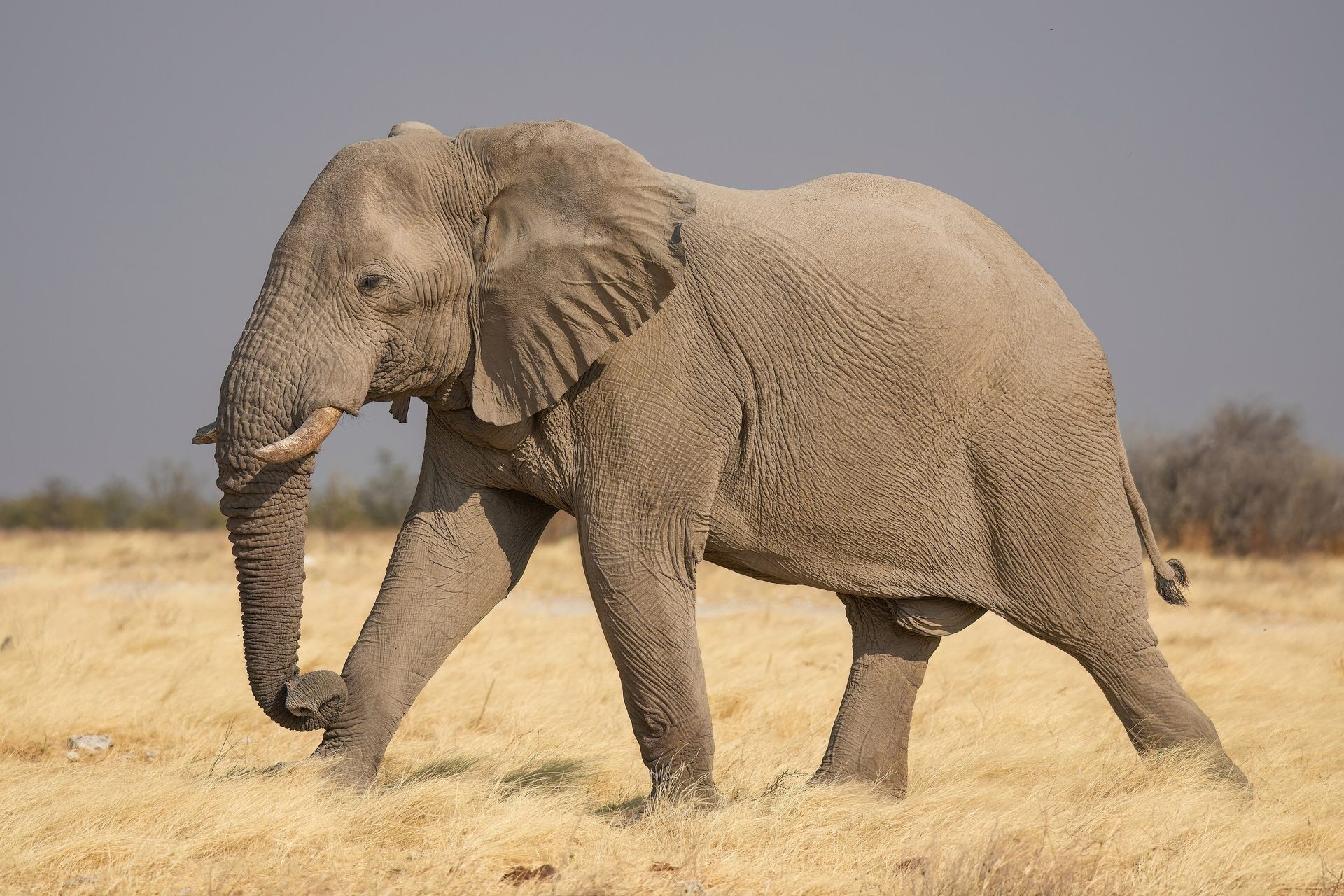 Elephants in Amboseli