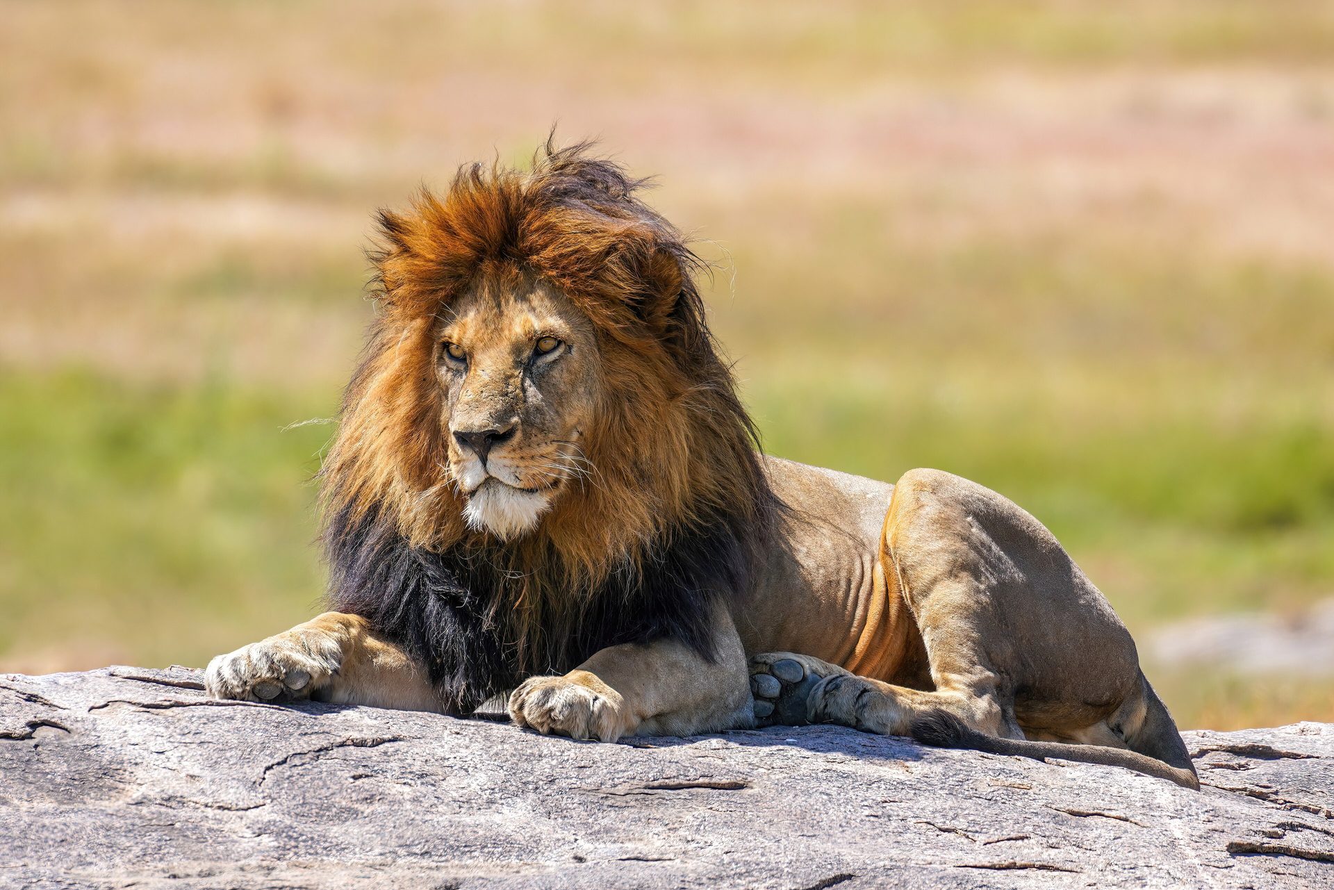 A lion in the Mara