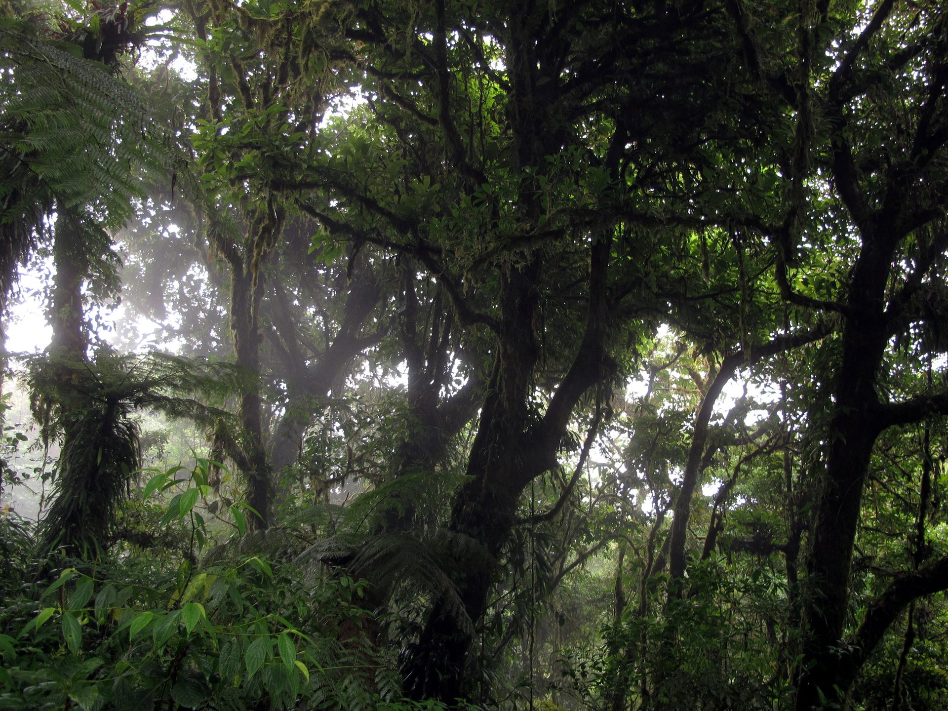 Cloud forest