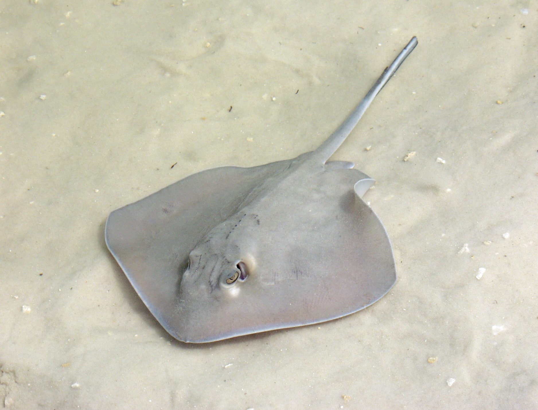Stingrays and reef sharks in the shallows