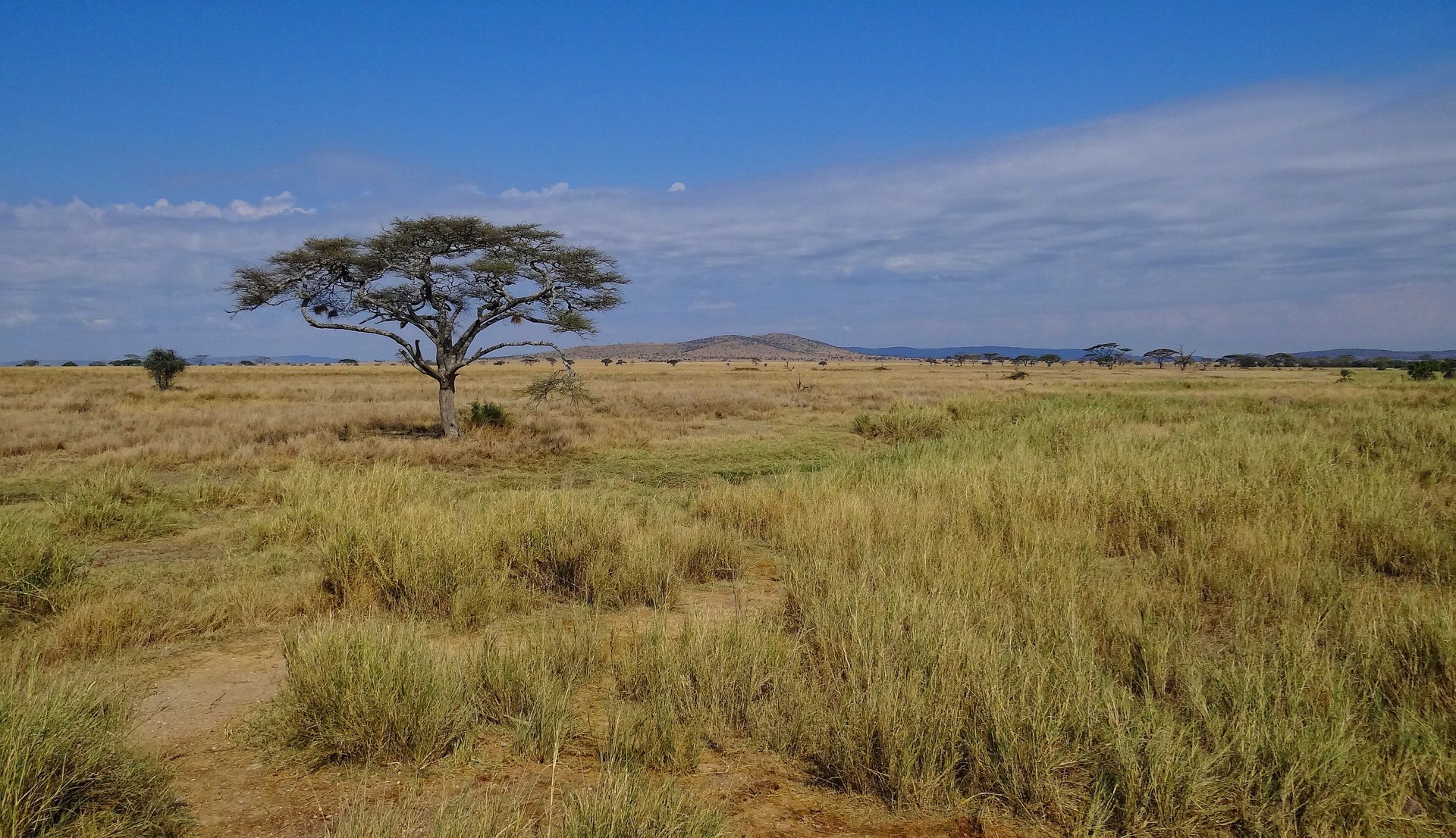 Serengeti plains