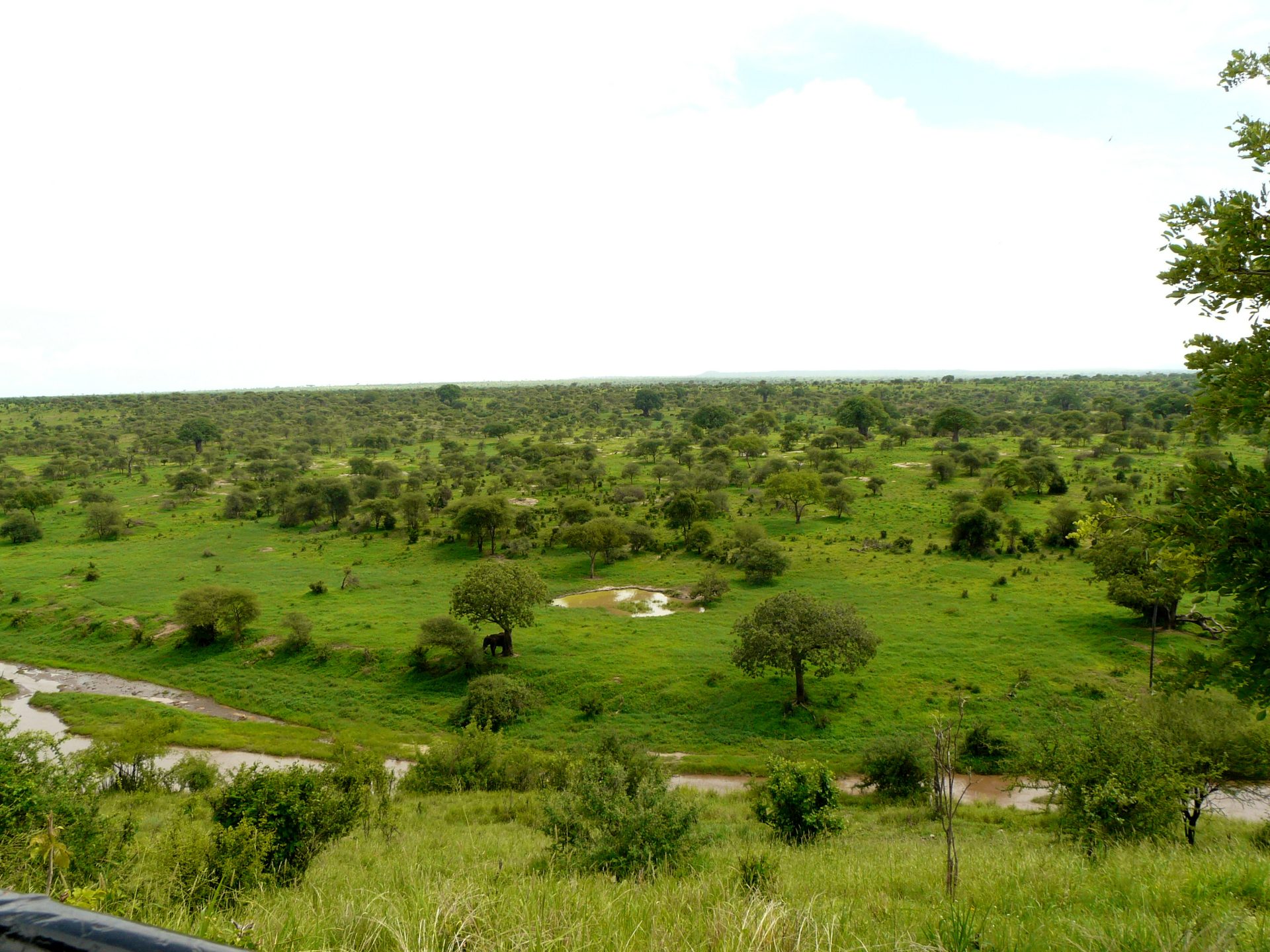 Tarangire baobabs